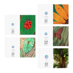 Greeting Cards, Nature Art 5-Pack