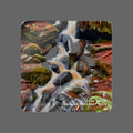 Coaster with a design of a stream and rocks, labeled 'Redwood National Park'.